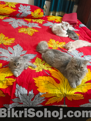 Persian pregnant female cat